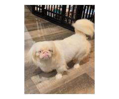 Taffy