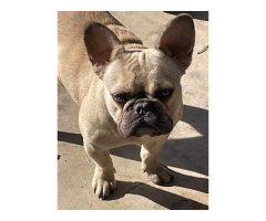 frenchie CoCo
